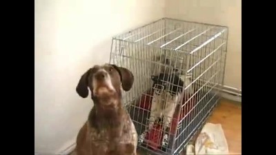 Exchange of Prisioners - CUTE