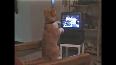 Violence on TV influences cat!!!