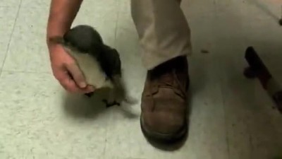 CUTE Penguin gets tickled