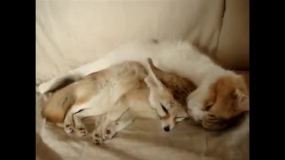 Kitty and Fox are Best Friends