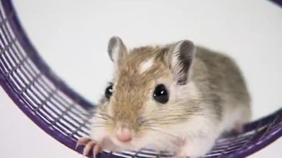 It's Your Kid Not a Gerbil