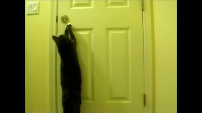 Funny cat opens door