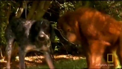 Orangutan & Dog are Best Friends