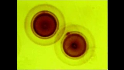 Fingerprints of Creation - Dr. Robert Gentry 