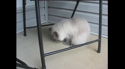 Sassy and the bug