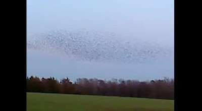 The Beauty of Birds in Flight