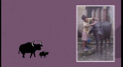 Water Buffalo Provide Income for Years - mygfa.org