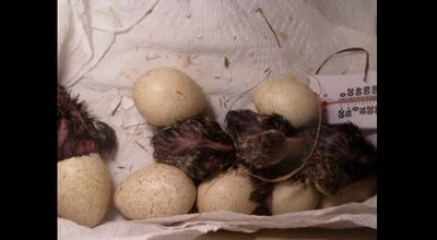 Turkey Poults Hatch June 11, 2012