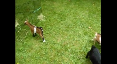 This will make you smile! Dwarf Goat Plays Adorably
