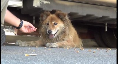Another Sweet Dog Rescue (With a Happy Ending!)