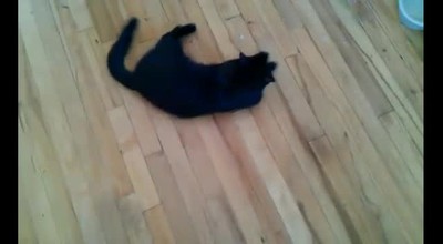 BreakDancing Kitty 