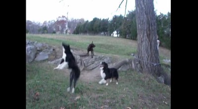 Tree Swing Dogs