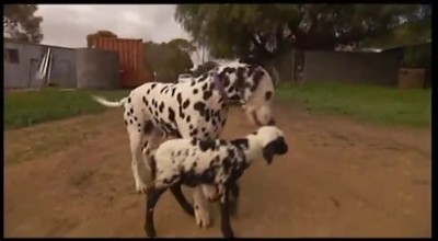 Dalmatian Adopts Orphan Lamb - And Something Amazing Happened!