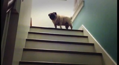 Adorable Pug Has The Cutest Way of Taking the Stairs