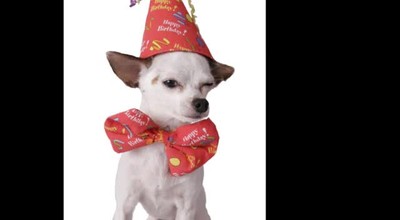Birthday Pooch Video