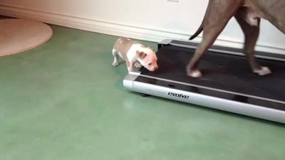 Little Puppy's Determination to Get on Treadmill is Inspring!