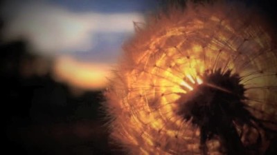 WE BRING THE DAWN