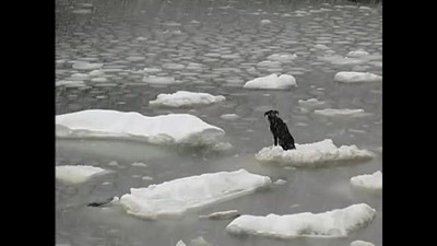 Dog Rescued from Iceberg!