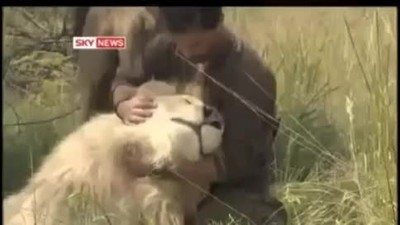 The Shocking Relationship Between a Man and Wild Lions - You've Gotta See This!