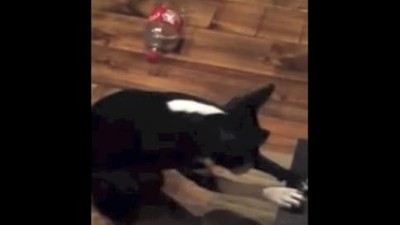 Adorable Terrier Prays Before Meal