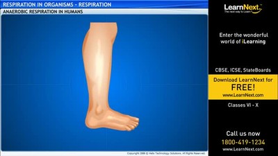 Class7_Science_Respiration in Organisms_Respiration