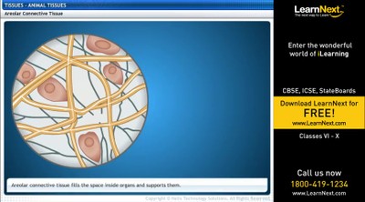 Class9_Science_Animal tissues