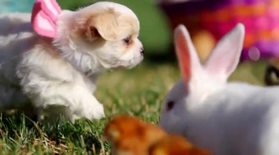 A Puppy Easter - A CUTE Celebration of God's Creation!