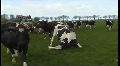 Dairy Cows Do the Cutest Thing to Celebrate Spring!