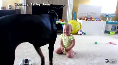 Adorable Baby and Doberman Have a Blast Playing Together 