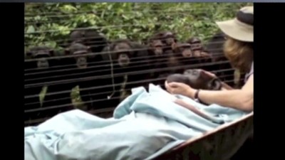 Touching Footage of Chimps Mourning the Death of One of Their Own