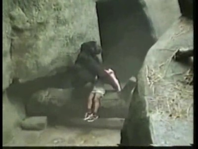 Gorilla Saves Toddler's Life After He Fell into Den