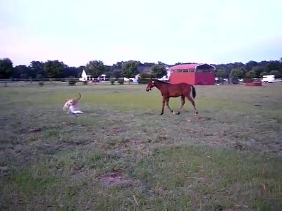 Horse and Dog Have a Ball Playing Tag Together