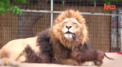 350-Pound Lion and Tiny Dog are ADORABLE Best Friends!