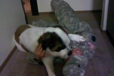 Giant St. Bernard Dog Greets Her Soldier After 1 Year in Iraq