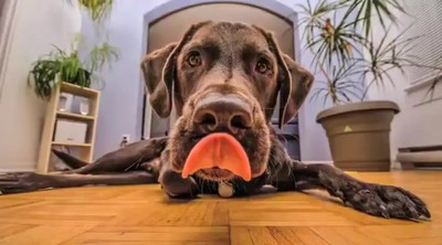 So God Made a Dog...