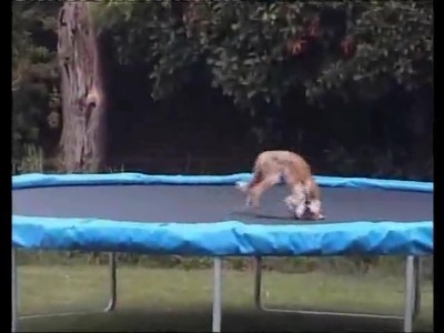 Wild Fox is Caught Playing on the Trampoline!