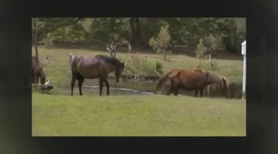 Wild Horse Adventure on the Outer Banks