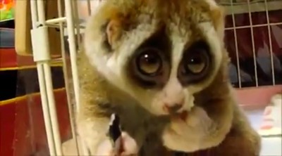 This Rescued Loris Will Melt Your Heart as It Learns to Trust