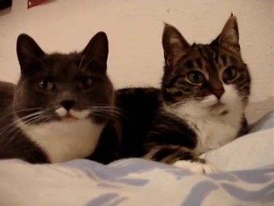 2 Adorable Cats Have the CUTEST Conversation!