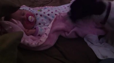 Sweet Dog Gently Covers Baby with Blanket