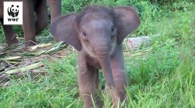 Tiny Sweetheart of an Elephant Learns to Use Her Trunk