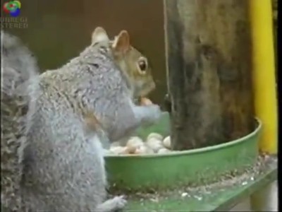 007 Squirrel Pulls Off an Impressive Nut Heist - LOL