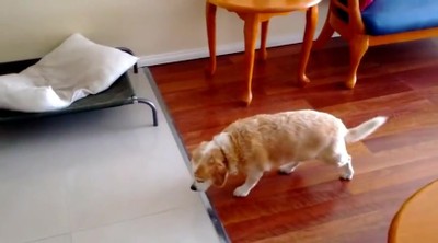 Busted Doggie Has the Guiltiest Walk Ever!