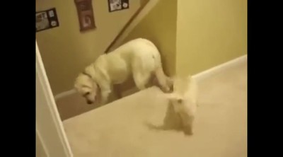 THIS is What Makes Dogs and Cats so Different.  Don't Miss the Ending!  Hilarious!