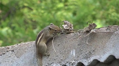 Cute squirrel