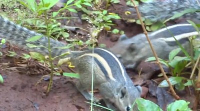 Two squirrels eating