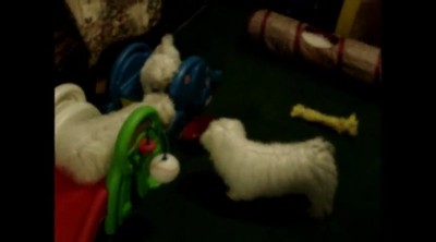 Cute Shushan Palace Maltese puppies on slide.
