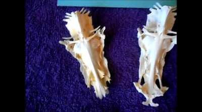 Do You See the Image Of Jesus on this Cat Fish Skull Bone an Amazing Artifact & Mysterious Icon
