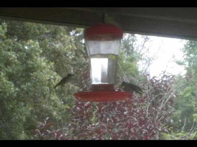 Hummingbirds and God