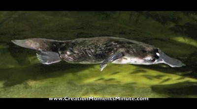 A Surprise Platypus (Part 2 of 2)